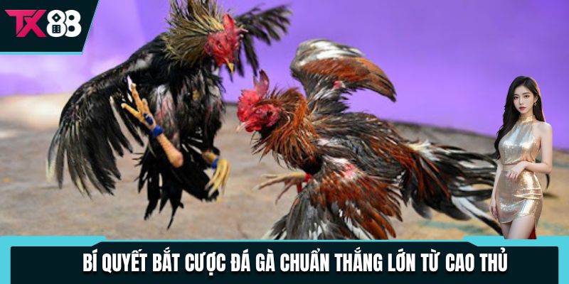 Đá Gà Cựa Sắt Cược Hấp Dẫn Và Bất Ngờ, Thu Thưởng Siêu Khủng 3 Bí quyết bắt cược đá gà chuẩn thắng lớn từ cao thủ