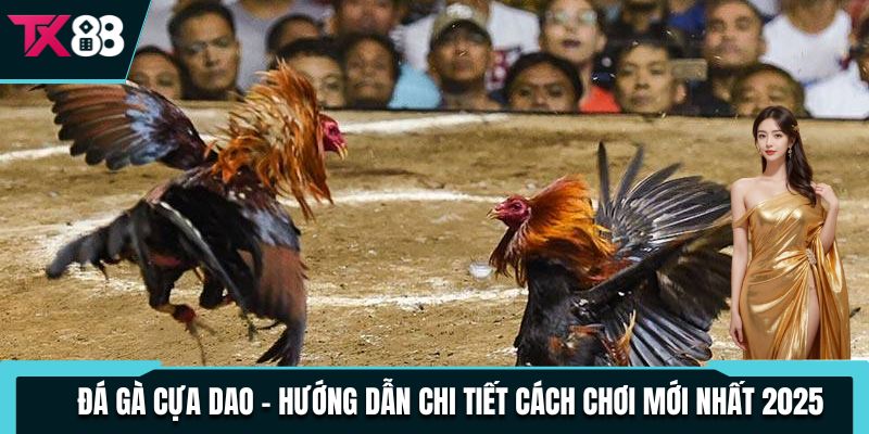 Đá Gà Cựa Dao - Hướng Dẫn Chi Tiết Cách Chơi Mới Nhất 2025 2 da ga cua dao huong dan chi tiet cach choi moi nhat 2025