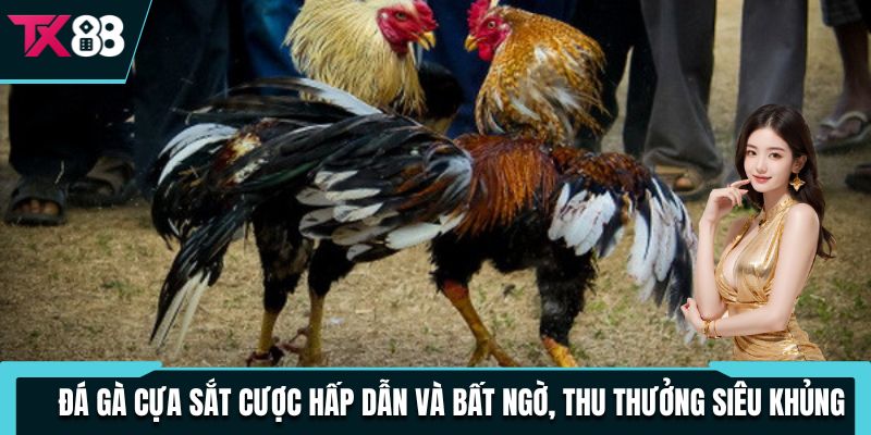 Đá Gà Cựa Sắt Cược Hấp Dẫn Và Bất Ngờ, Thu Thưởng Siêu Khủng 3 da ga cua sat cuoc hap dan va bat ngo thu thuong sieu khung