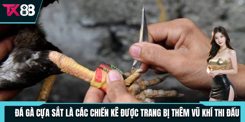 Đá Gà Cựa Sắt Cược Hấp Dẫn Và Bất Ngờ, Thu Thưởng Siêu Khủng 2 Đá gà cựa sắt là các chiến kê được trang bị thêm vũ khí thi đấu