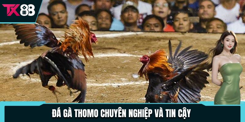 Đá Gà Thomo TX88 - Cập Nhật Full Các Trận Đấu Kịch Tính 2 Đá gà Thomo chuyên nghiệp và tin cậy