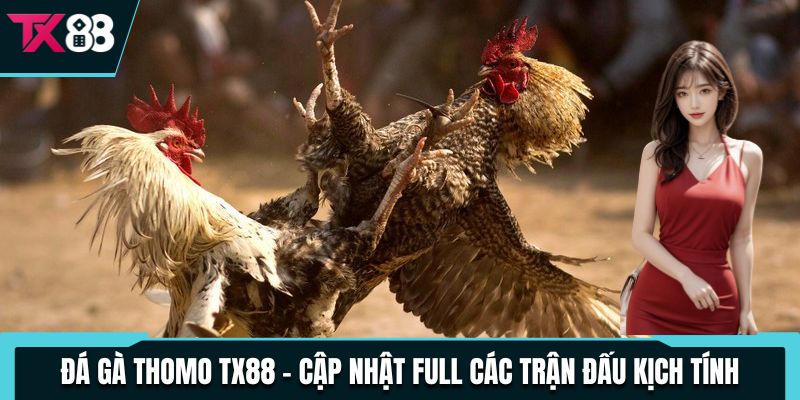 Đá Gà Thomo TX88 - Cập Nhật Full Các Trận Đấu Kịch Tính 1 da ga thomo tx88 cap nhat full cac tran dau kich tinh