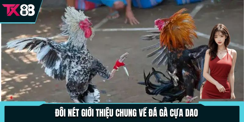 Đá Gà Cựa Dao - Hướng Dẫn Chi Tiết Cách Chơi Mới Nhất 2025 2 Đôi nét giới thiệu chung về đá gà cựa dao