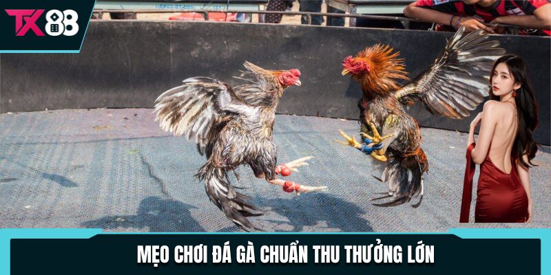 Đá Gà C1 - Giải Đấu Chuyên Nghiệp Thu Hút, Đa Dạng Kèo Cược 4 Mẹo chơi đá gà chuẩn thu thưởng lớn