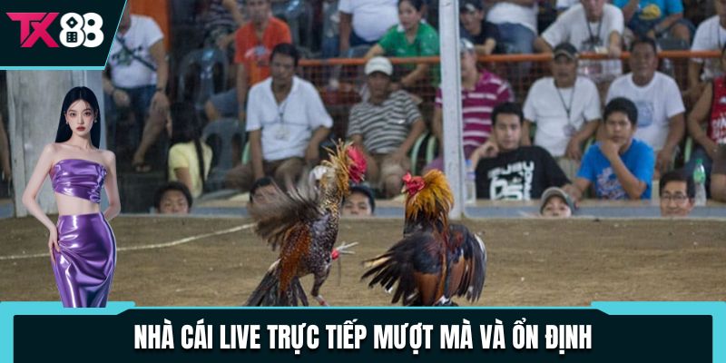 Đá Gà Thomo TX88 - Cập Nhật Full Các Trận Đấu Kịch Tính 3 Nhà cái live trực tiếp mượt mà và ổn định