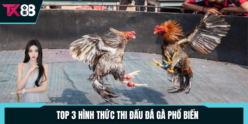 Đá Gà Thomo TX88 - Cập Nhật Full Các Trận Đấu Kịch Tính 4 Top 3 hình thức thi đấu đá gà phổ biến